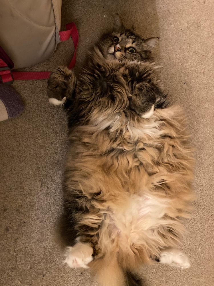 Annie, a large longhaired brown tabby cat with some white markings, lies on her back. She looks astonished that someone would take her picture in this position!