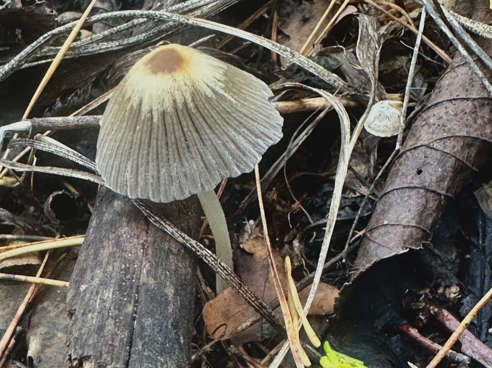 mushroom

#photography #mushroom #forest
