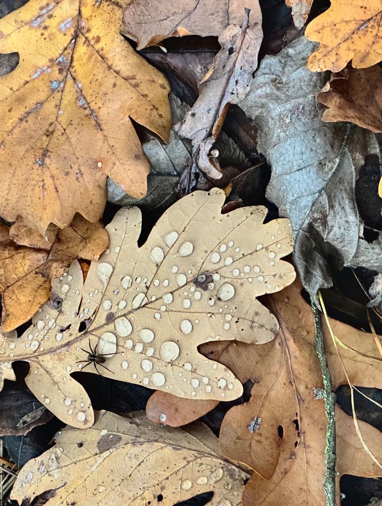 leaves

#photography #nature #forest