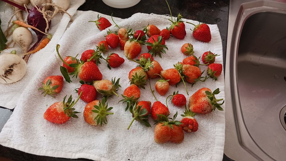 A photograph of many strawberries on a counter.