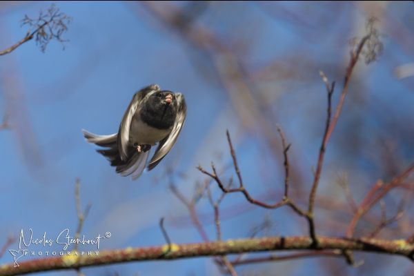 Dark-eyed junco in flight. It jumped off a small branch and its wings are tightly on its body. Its tail is spread out. It looks to be about business. 
