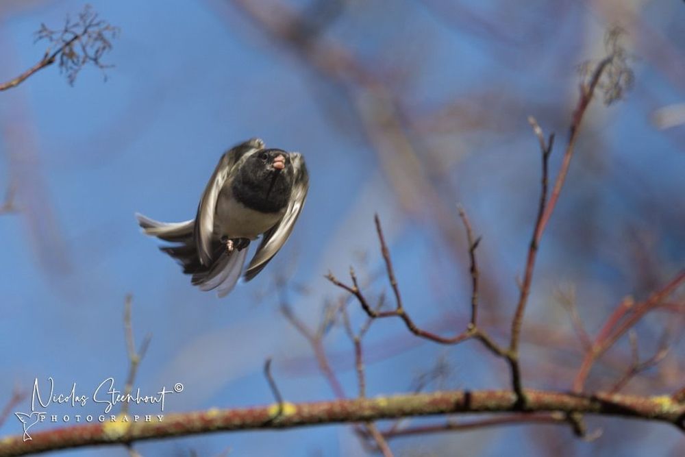 Dark-eyed junco in flight. It jumped off a small branch and its wings are tightly on its body. Its tail is spread out. He looks to be about business. 