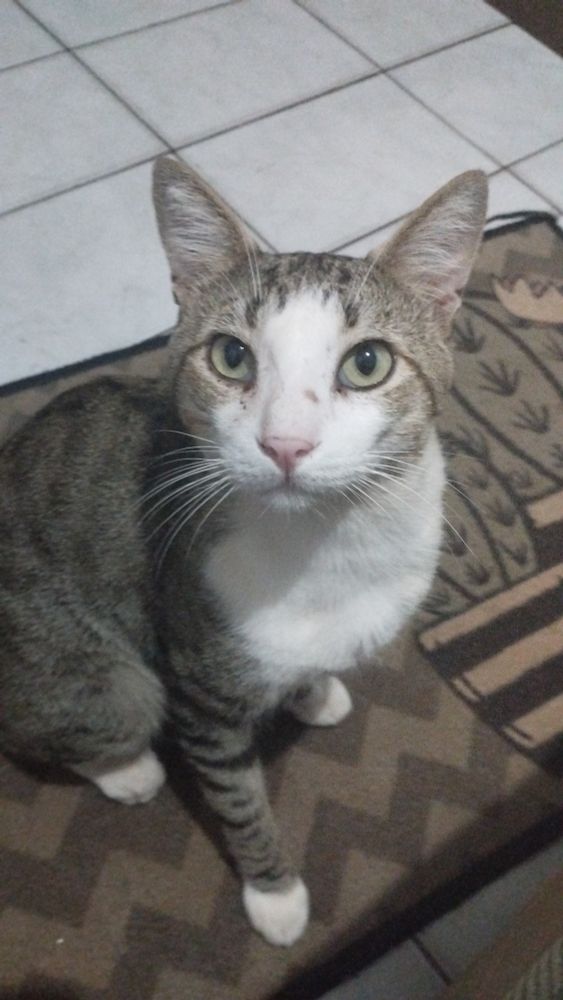 Ele vive em tuas paredes para lembrar-te de teus pecados