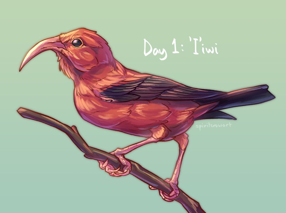 Digital painting of an 'I'iwi bird, a red bird native to Hawaii. It has a unique curved beak and black wings and tail feathers.