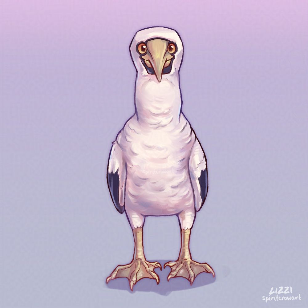 Fullbody of a masked booby depicted from the front. It has mostly white feathers, a black mask and black wingtips, orange eyes, a yellow beak and webbed feet.