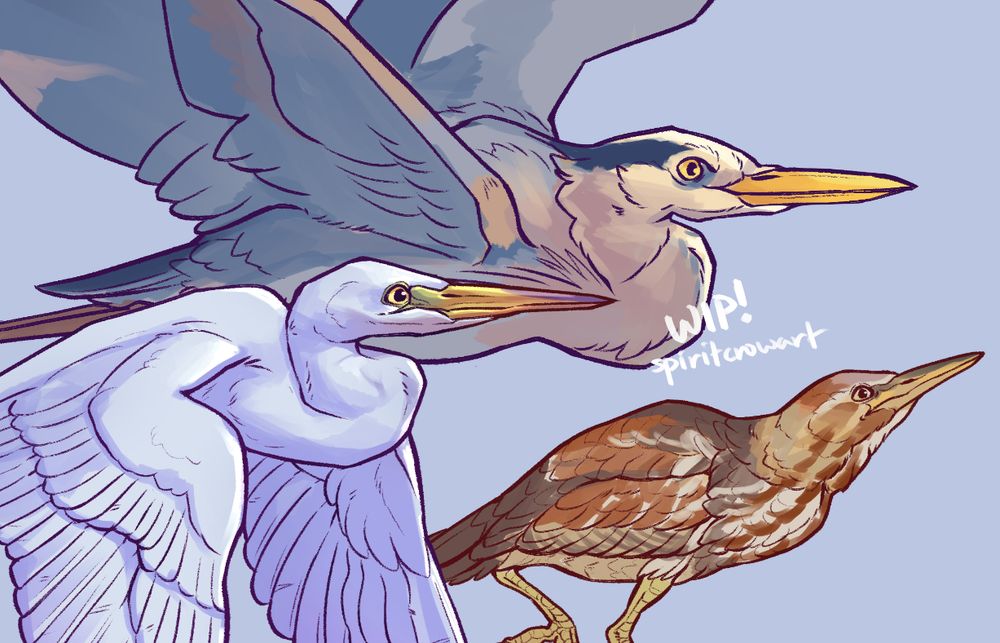 Work in progress digital painting of a heron and a great blue heron in flight, while an american bittern runs on the ground underneath them.