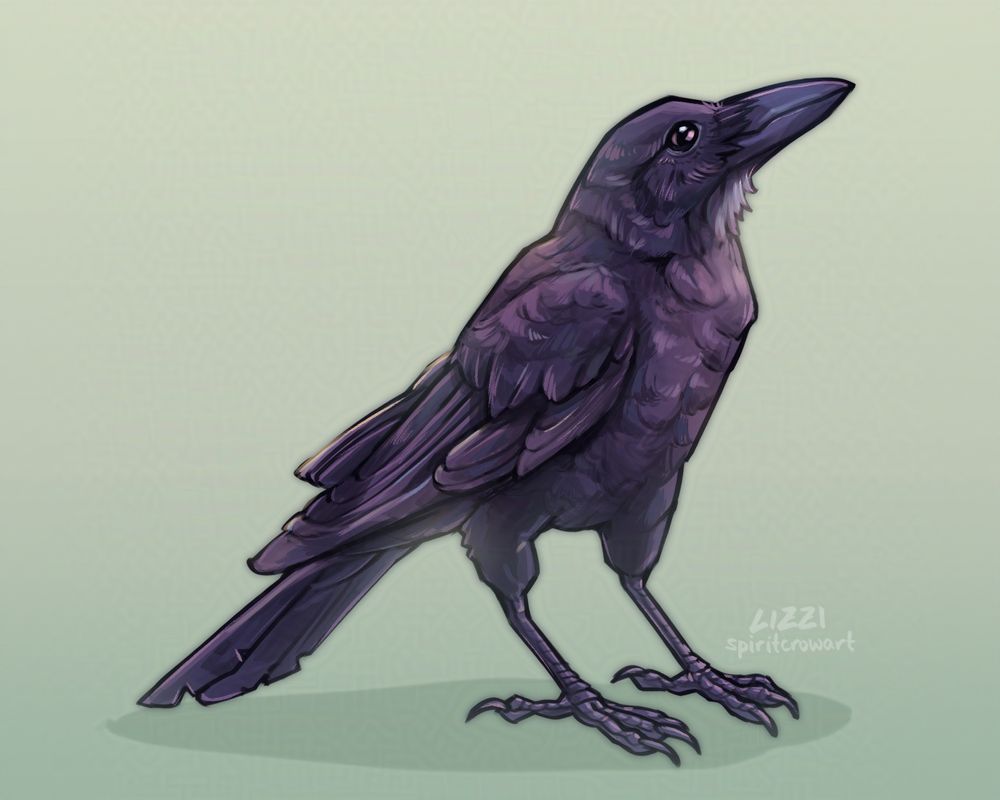Digital illustration of an ‘alalā, also known as a Hawaiian crow. It has mostly black feathers with a beak that is slightly wider than an American crow's.