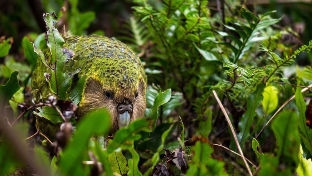 Donate to Kākāpō Recovery