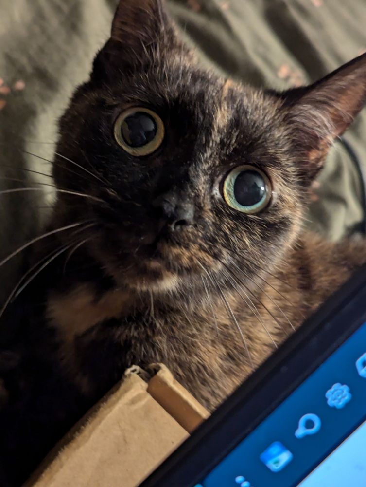 Tortie cat with big black pupils staring at camera from behind laptop screen on a cardboard box. With green bedding in the background.