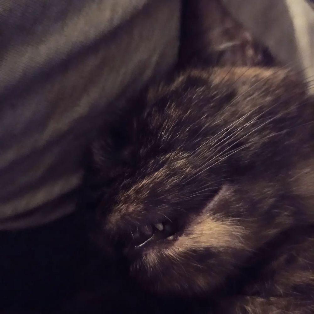 Chihiro is a tortie cat, laying down asleep on my leg with her little teeths poking out. Closer picture than both of the other two.