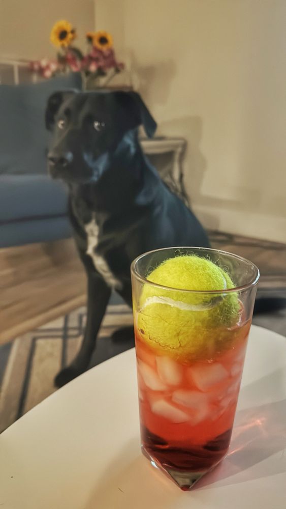 Tall glass with tasty adult beverage has a tennis ball in it, behind sits a young black dog