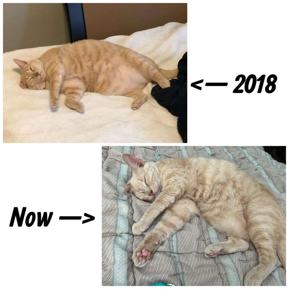 Two images of the same cat after 5 years of losing weight on a veterinarian recommended diet