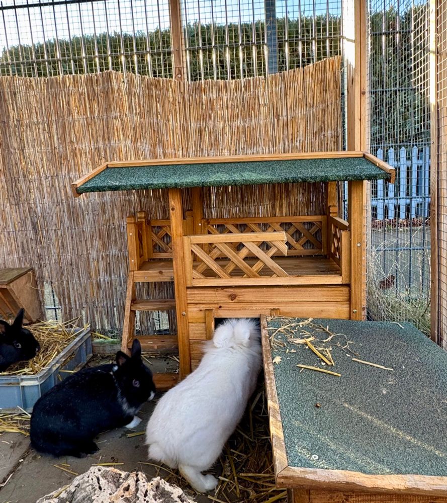 In einem Kaninchengehege: Ein Häuschen mit Balkon auf dem Dach und einer Treppe nach oben links, zwei schwarze und ein weißes Kaninchen gucken neugierig