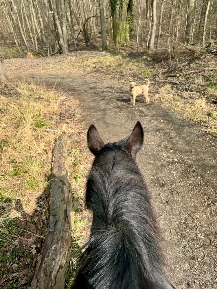 Im Wald bei Sonnenschein: Pferdehals eines schwarzen Pferdes von oben (aus Reiterposition), weiter vorne steht ein hellbrauner Hund
