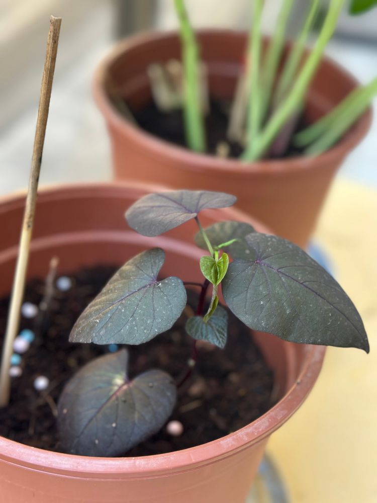 אותו צמח קטום הושרש וחזר לאדמה.  עכשיו הוא צומח.  בטח יש כאן נמשל