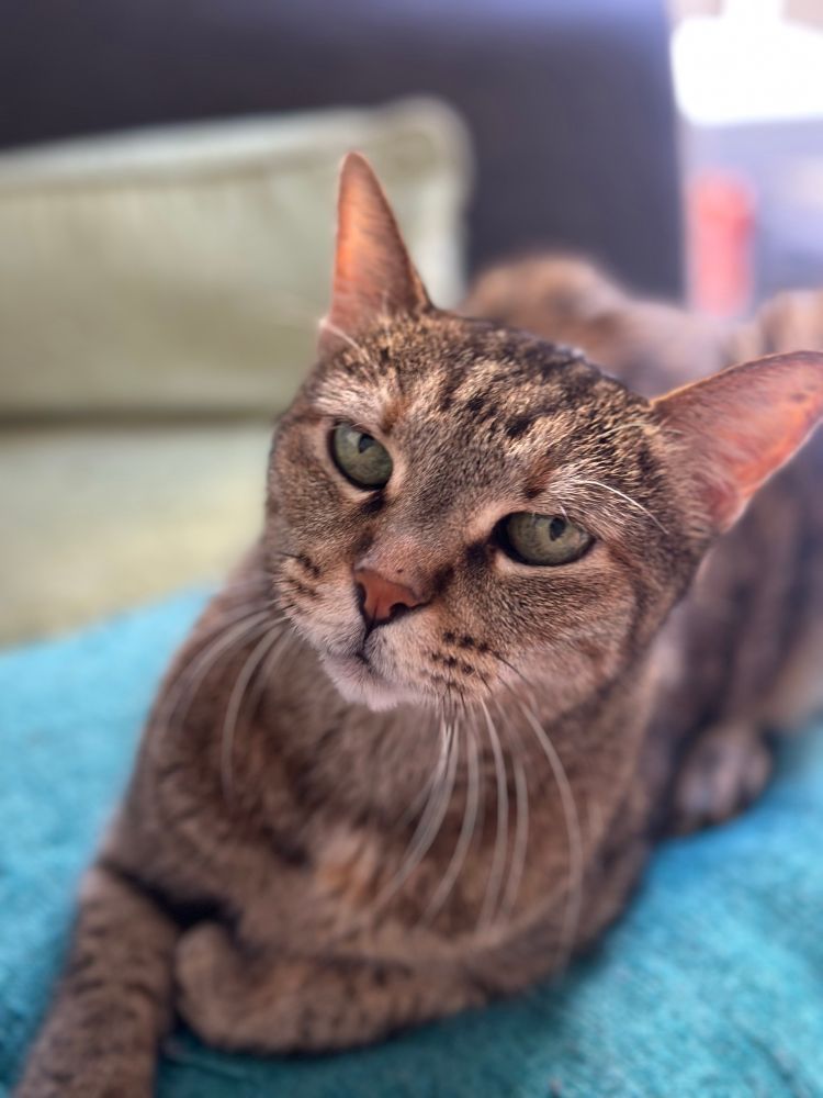 Old and wise cat