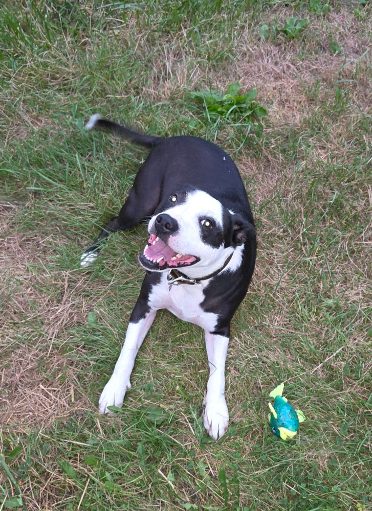 A happy dog lying in the grass next to a toy fish