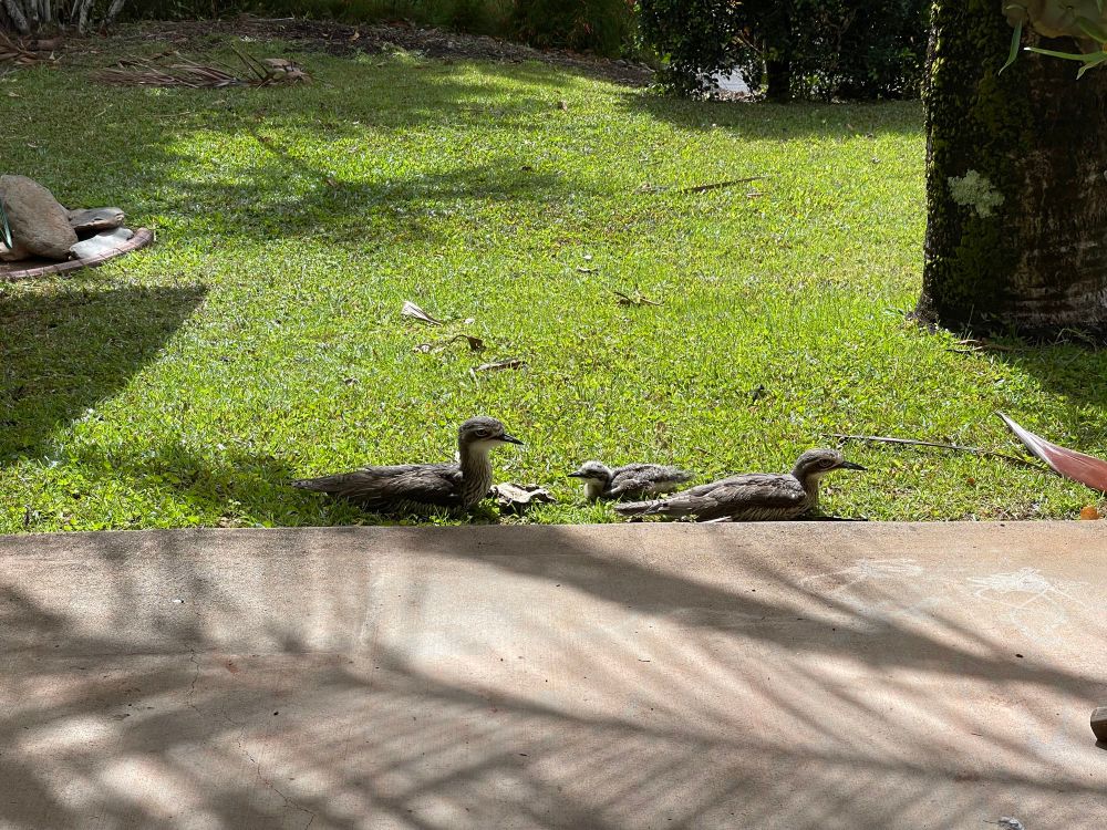 A Curlew family relaxing in my sunny garden. 