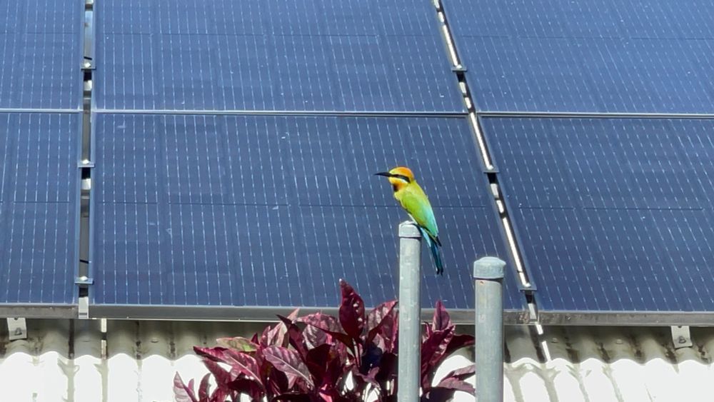 A Rainbow Bee Eater taking a moment to survey my garden. 