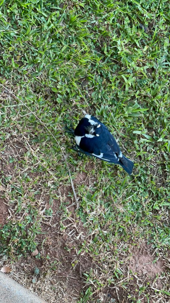 Magpie Lark checking me out looking very quizzical. 