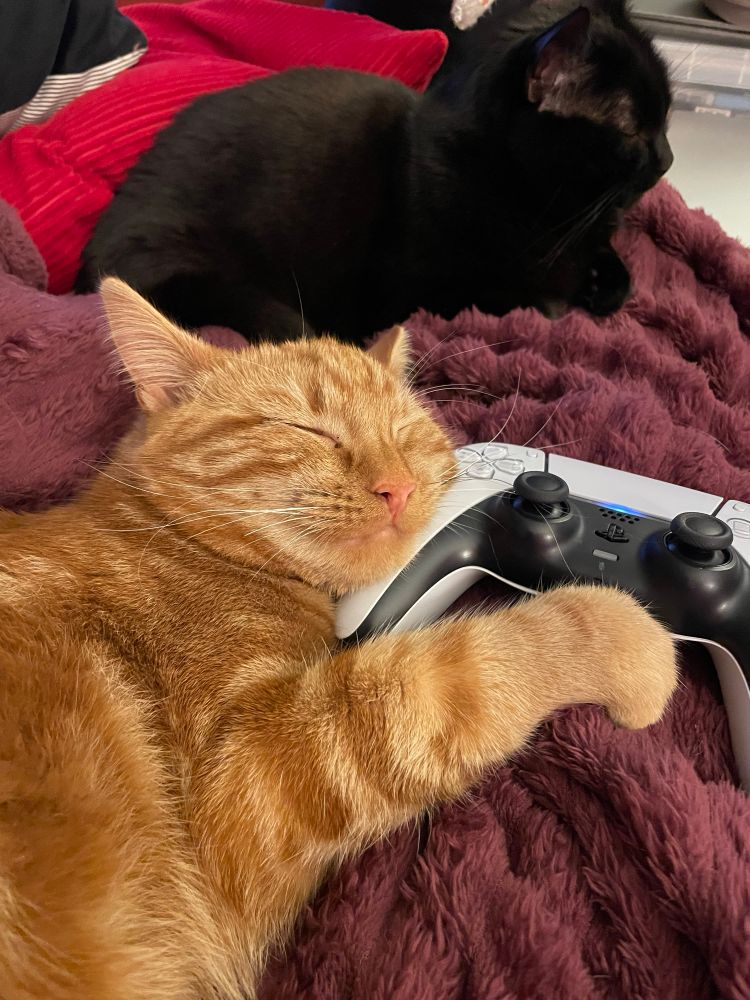 Orange kitty hugs a PS5 controller. He’s asleep. What a faker. 