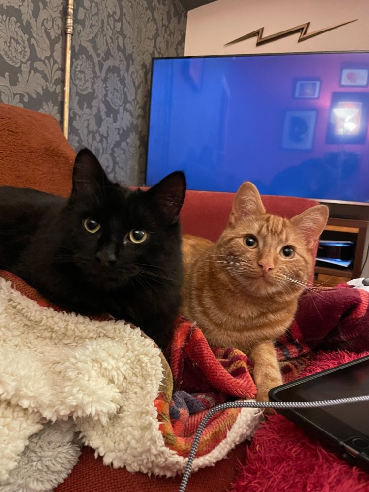 Black floofy cat and orange derpy cat both say what’s up! 