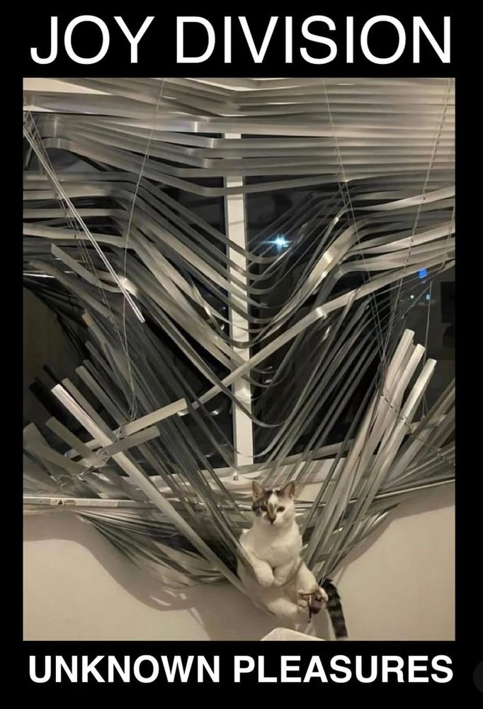 A photo of cat sitting in some Venetian blinds they have just destroyed with the text JOY DIVISION at the top and UNKNOWN PLEASURES at the bottom 