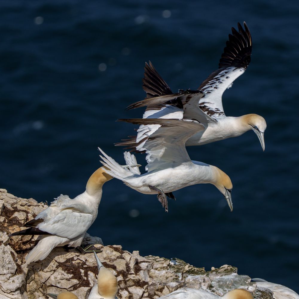 Two gannets are trying to land on the edge of a cliff, with dark blue sea beyond. A gannet on the cliff edge has hold of a few feathers in the tail of the nearest flying gannet.