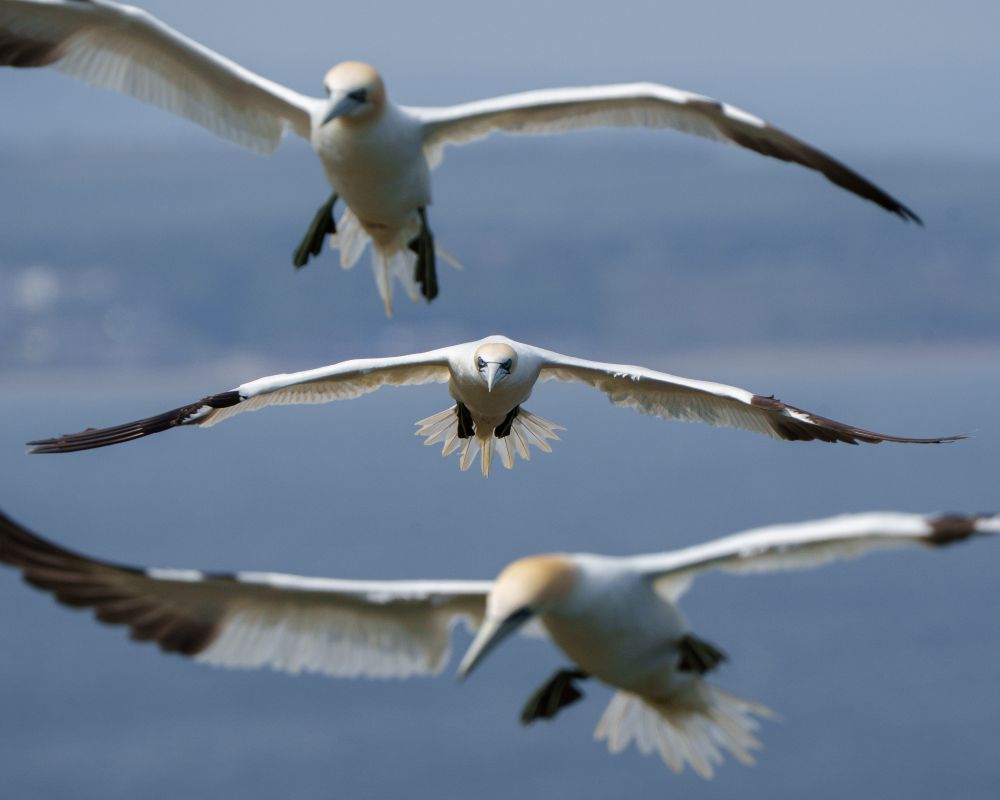 Close up of three gannets gliding towards the camera, wings outstretched, one above another. Only the one in the centre (farthest away) is in sharp focus. There is a blurred background of sea and distant coast.