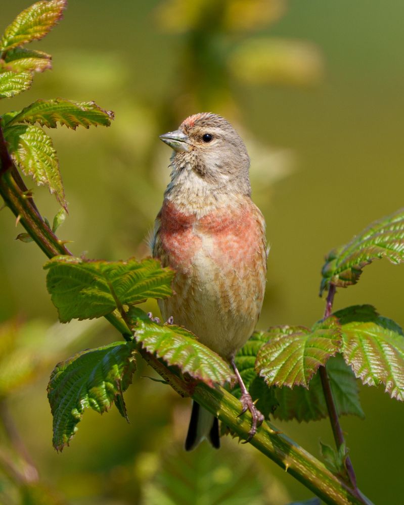 Front view of a male linnet perched in brambles. It has mottled pink patches on either side of its breast, and its head is turned to the left of the photo.