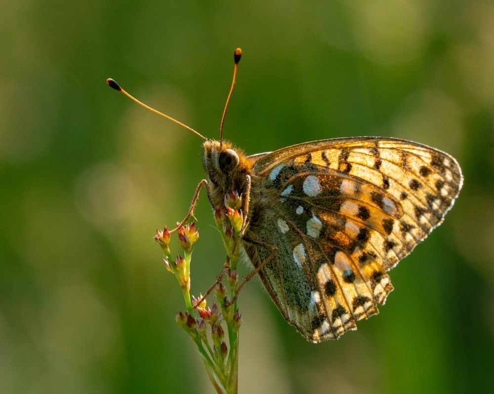 A close-up of a dark green fritillary butterfly perched on the small, reddish flower buds of a rush. The butterfly's wings are patterned with orange, black, and white spots, and are lit warmly by sunlight. Its large, dark eyes and long, thin antennae with black and orange tips are clearly visible. The background is a soft blur of patterned green.

