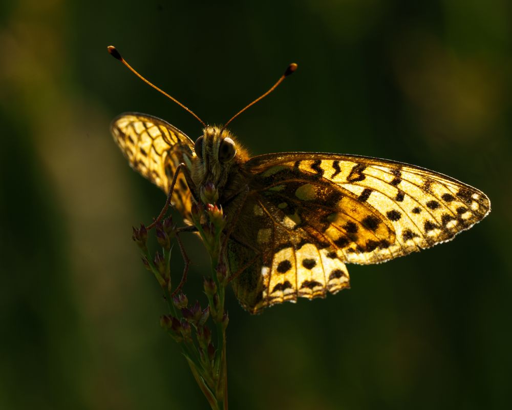 Dark green fritillary butterfly seen from in front and below, backlit by the sun, its wings a translucent orange with black markings.