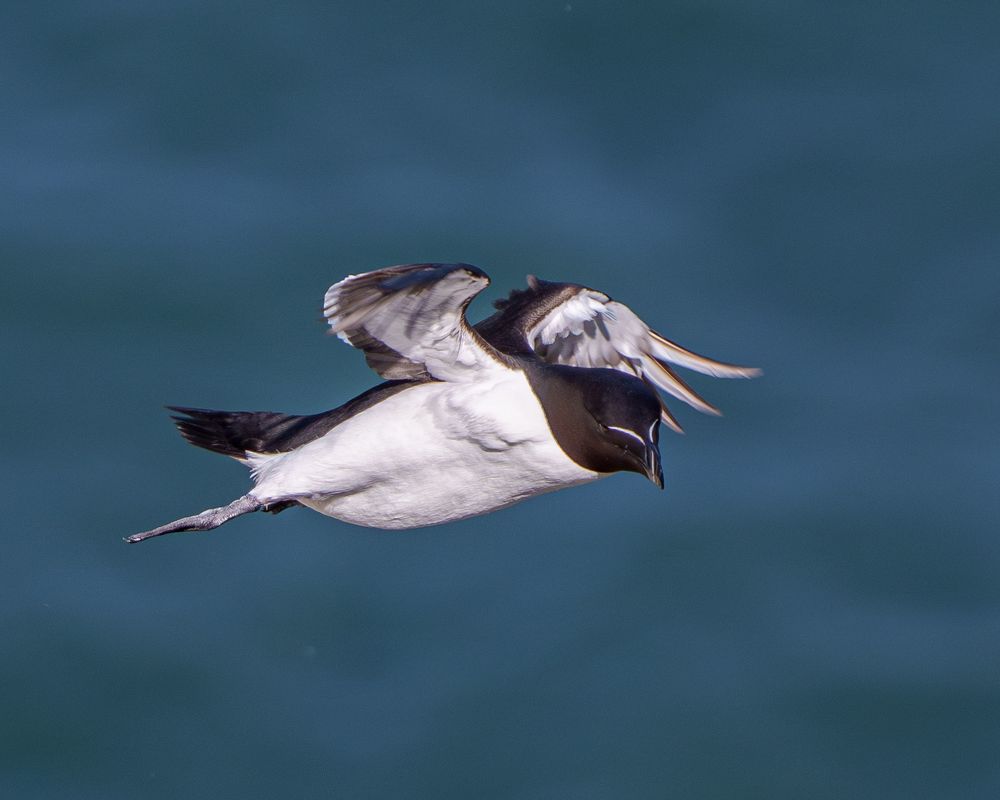 A Razorbill flying from left to right against a background of dark blue sea. Its wings are extended above its body and its head is half turned towards the camera.