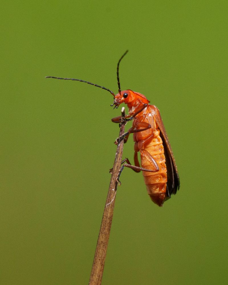 A common red soldier beetle (which is orange) clinging to the pointed tip of a brown rush stem. Its black sectional antennae and one black eye are clearly seen, as well as its legs and body underparts. The background is a smooth blur of green.