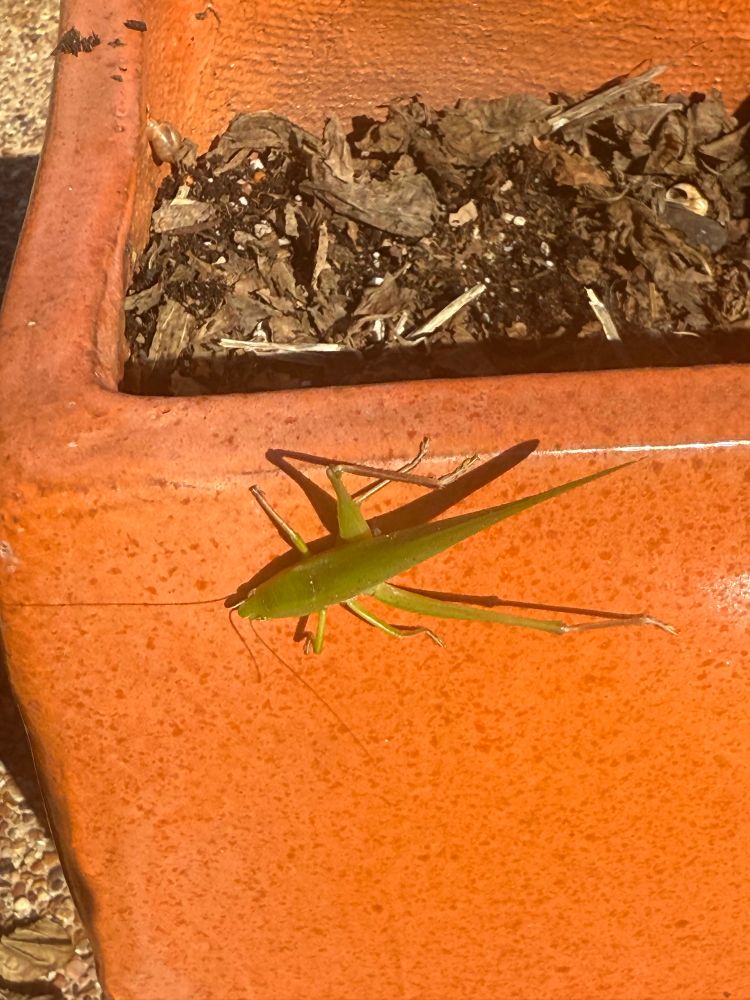 neoconocephalus triops on an orange pot