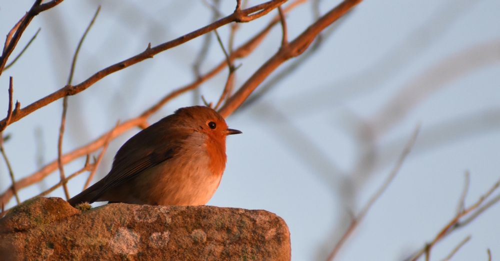 Robin at sunrise, taken by Larissa Reid. 