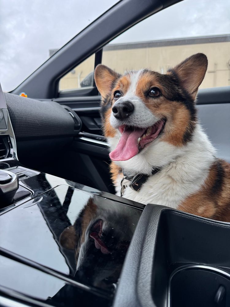 Corgi happy in a car