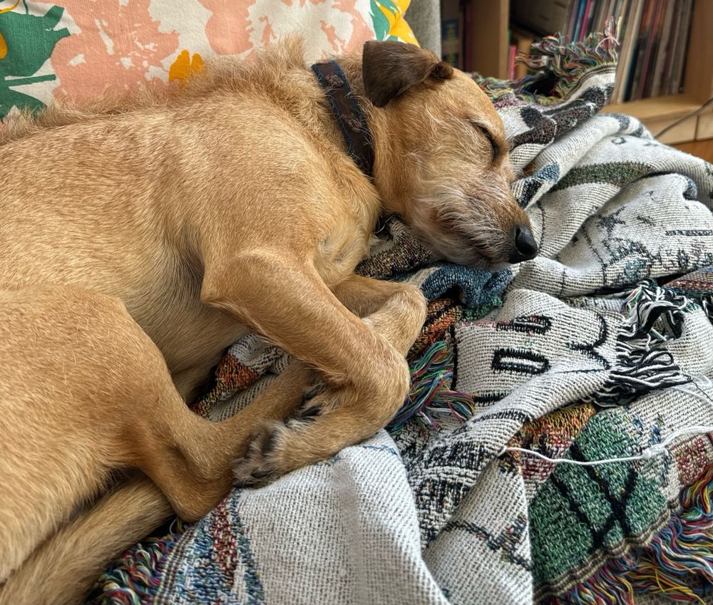 A tan dog serenely sleeps on a blanket