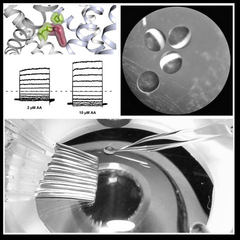 collage showing a cartoon of a small molecule binding to a protein structure, Xenopus oocytes, and a recording chamber with an application system as used in electrophysiological experiments