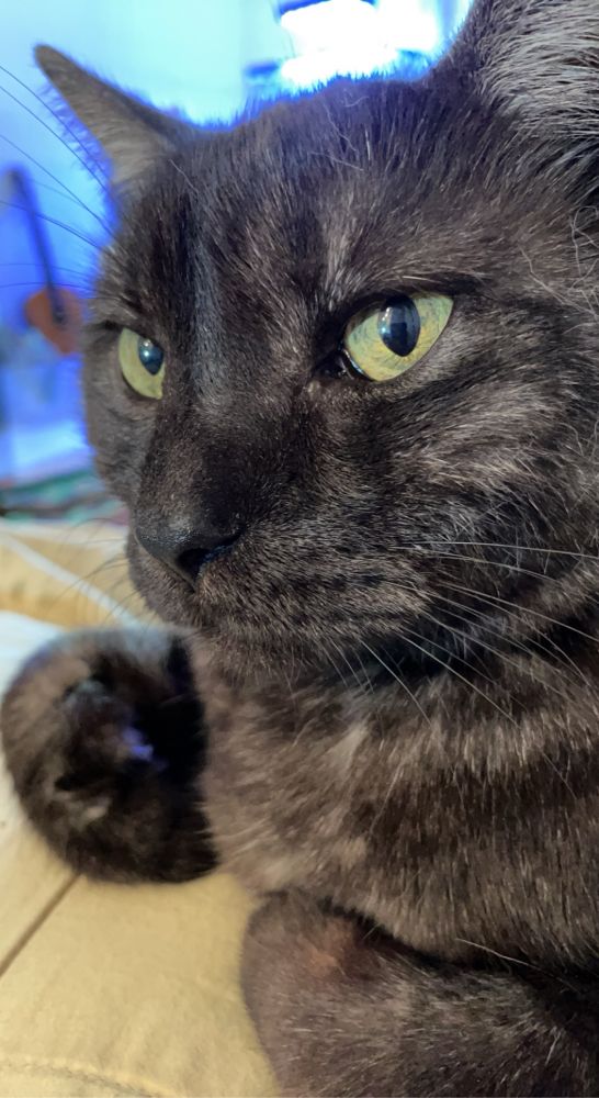 up close shot of a cat with black smoke fur and soft green eyes. his name was cosmo. 