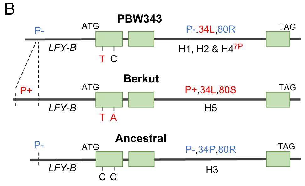 Natural alleles of LFY-B