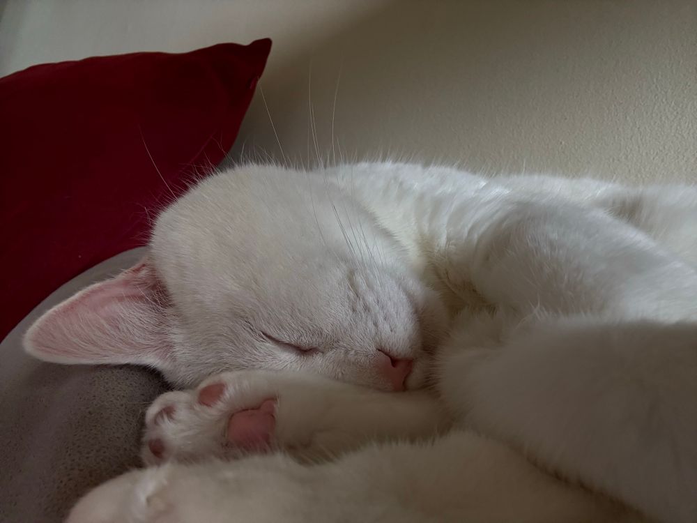 White cat named VeRA sleeping beside red pillow with her pink nose, toe beans, and one ear showing.