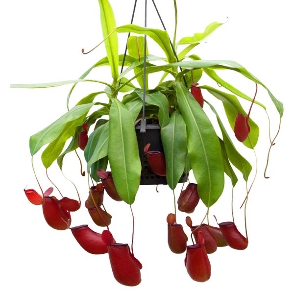 A Nepenthes x Lady Luck (Tropical pitcher plant). It has numerous cherry red pitchers