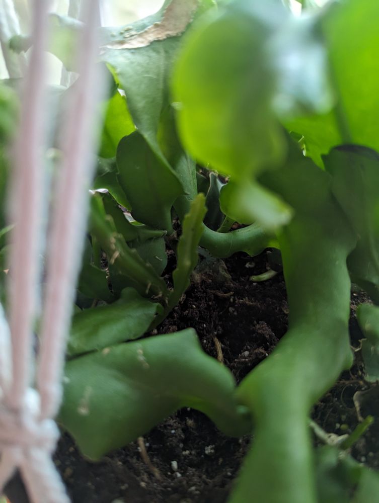 A close up of a curly cactus focusing on a thin shoot of new growth.
