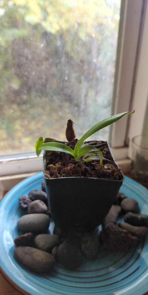 A Nepenthes sanguinea (Tropical pitcher plant) it has one mostly brown pitcher and one unopened bright green pitcher. At the end of the most recently unfurled leaf is a tiny pitcher.