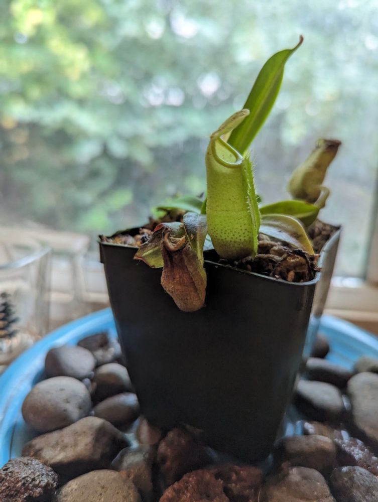 A nepenthes sanguinea (Tropical pitcher plant) focusing on a small pitcher that is about half brown and wrinkled.