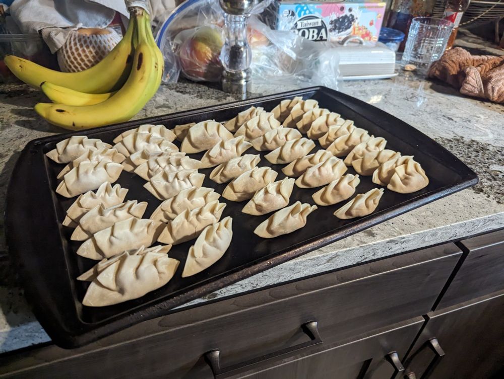 A baking tray of fresh made gyoza