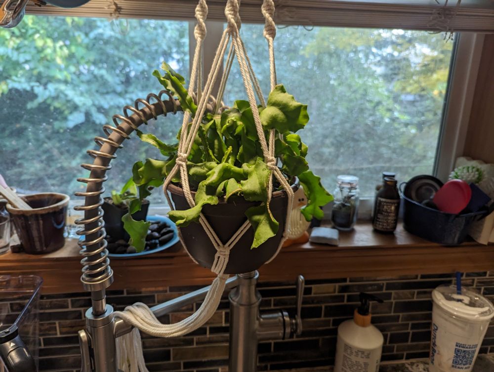 A curly cactus hanging over a sink in a macrame hanger.