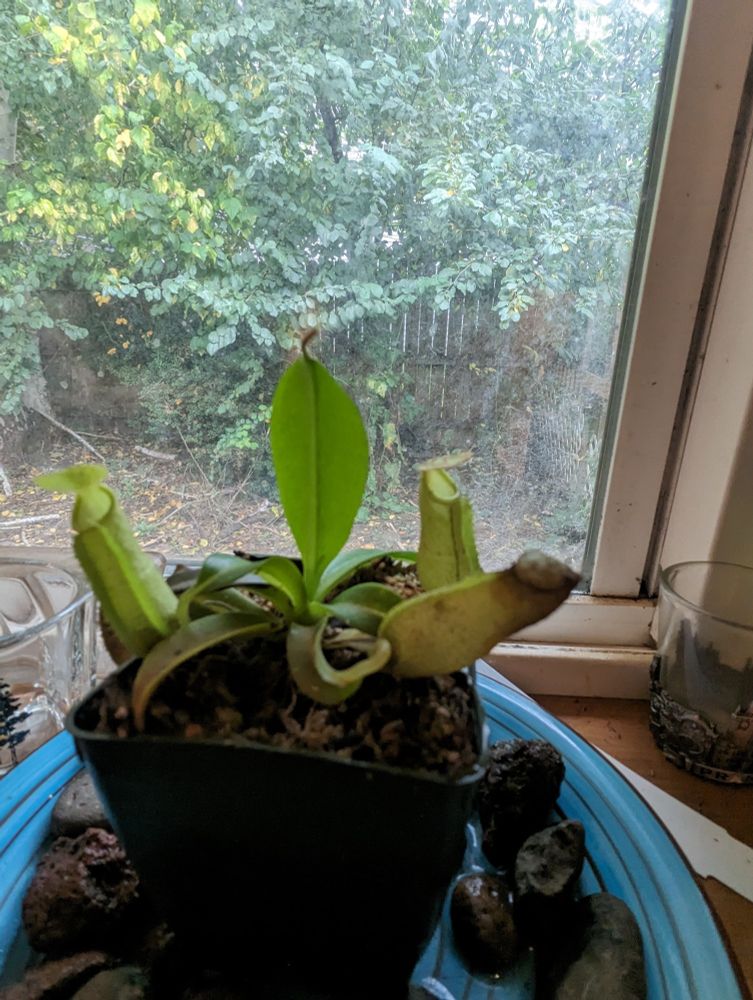 A nepenthes sanguinea (Tropical pitcher plant) focusing on a small pitcher that is partially brown and wrinkled.