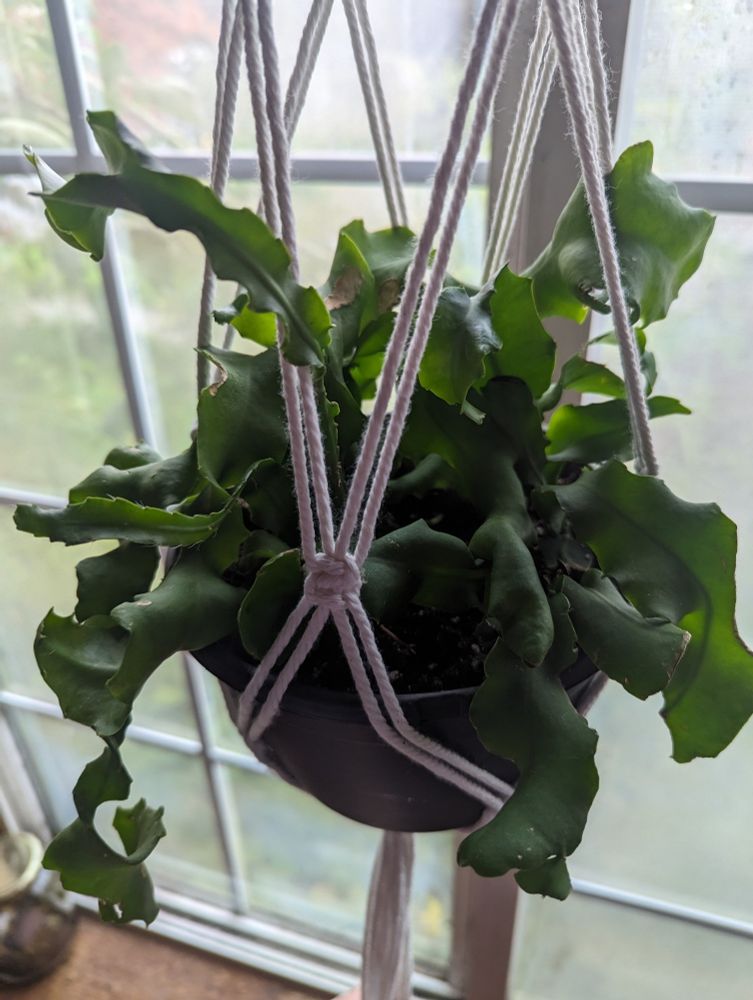 A curly cactus hanging in a macrame hanger.